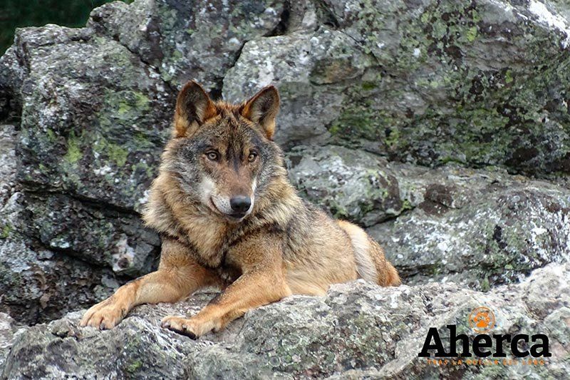 es lo mismo un lobo gris que un lobo de madera