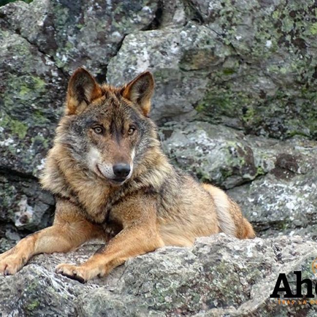 El Lobo