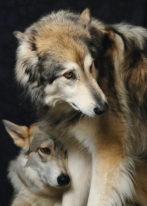 El lobo depredador y familia